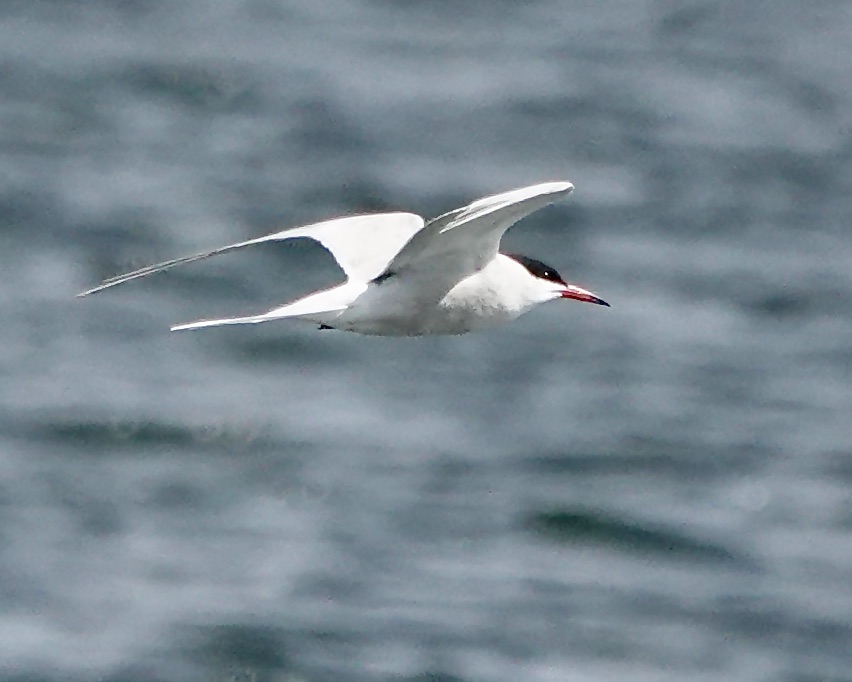 common tern